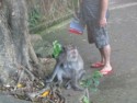 This crazy tourist stands right next to a wild monkey